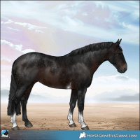 Horse Color:Brown Ice Tobiano