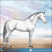 Horse Color:Brown Sabino Rabicano