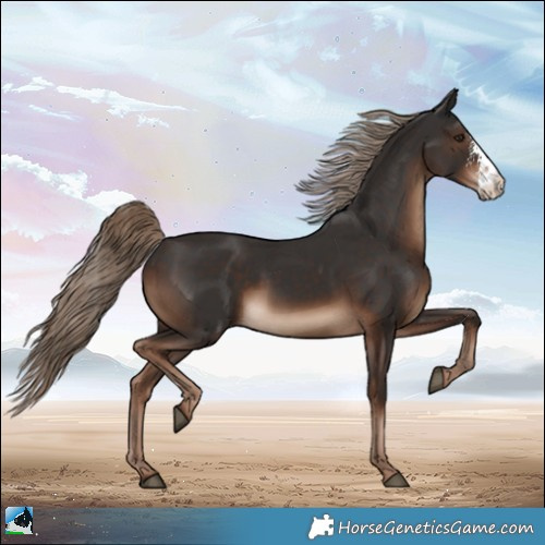 Horse Color:Liver Chestnut Sabino Rabicano 