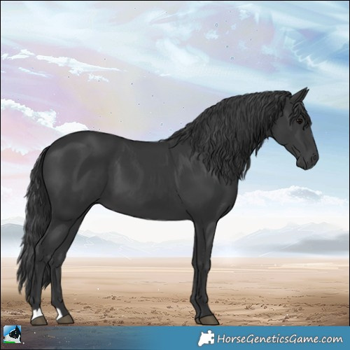 Horse Color:Black 