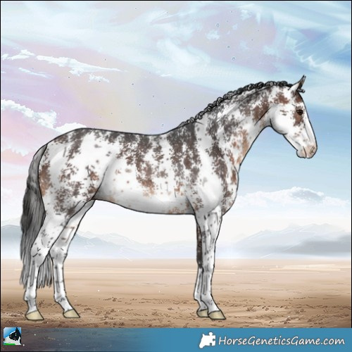 Horse Color:Brown Sabino Rabicano 