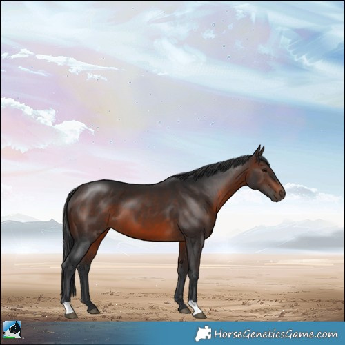 Horse Color:Brown 