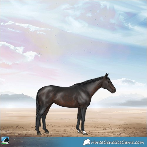 Horse Color:Brown Rabicano 