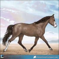 Horse Color:Liver Red Dun Sabino Rabicano