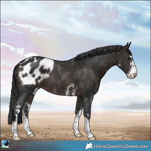 Horse Color:Brown Ice Sabino Appaloosa Rabicano 