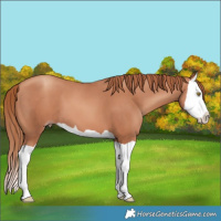 Horse Color:Gold Champagne Splash 