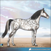 Horse Color:Blue Onyx Roan Appaloosa 