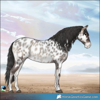 Horse Color:Blue Onyx Roan Near Leopard