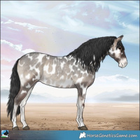 Horse Color:Blue Onyx Roan Appaloosa 