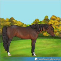 Horse Color:Bay 