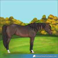 Horse Color:Bay 