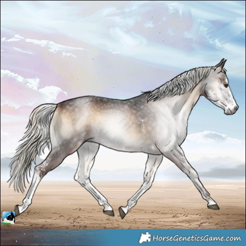Horse Color:Gray Liver Red Onyx Mushroom Sabino Rabicano 