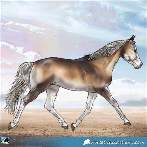 Horse Color:Gray Liver Red Onyx Mushroom Sabino Rabicano