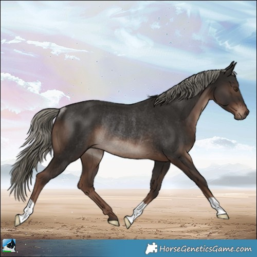 Horse Color:Liver Chestnut Mushroom Rabicano 