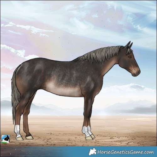 Horse Color:Liver Chestnut Mushroom Rabicano