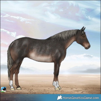 Horse Color:Liver Chestnut Mushroom Rabicano