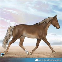 Horse Color:Chocolate Palomino Rabicano 