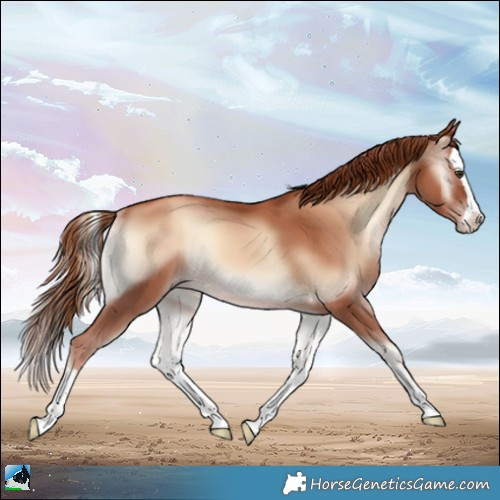 Horse Color:Gold Champagne Onyx Splash Rabicano 