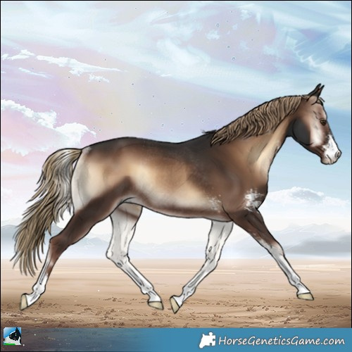 Horse Color:Liver Red Onyx Sabino Rabicano 