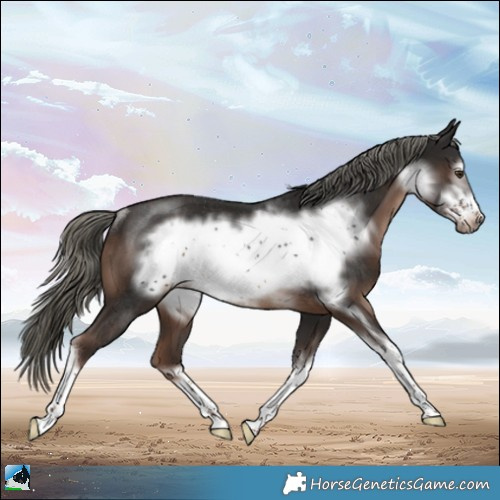 Horse Color:Liver Chestnut Mushroom Sabino Frame Rabicano 