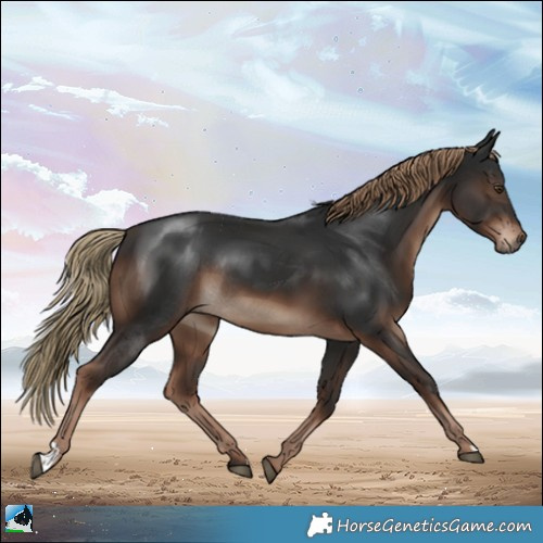 Horse Color:Liver Chestnut Rabicano 