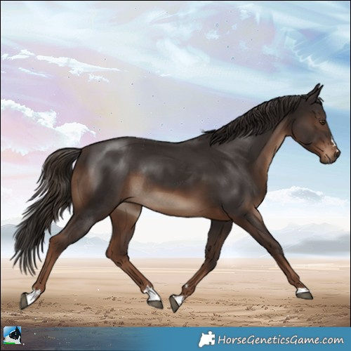 Horse Color:Liver Chestnut Rabicano 