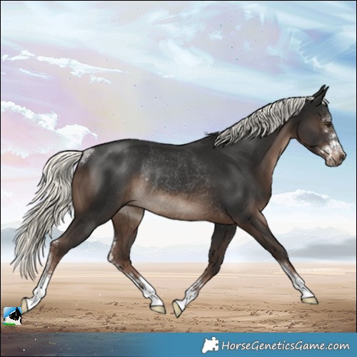 Horse Color:Liver Chestnut Mushroom Sabino Rabicano