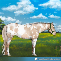 Horse Color:White Spotted Liver Red Dun Pearl Rabicano 