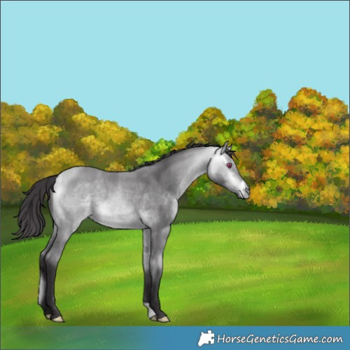 Horse Color:Buckskin Chinchilla 