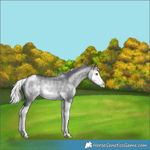 Horse Color:Silver Brown Chinchilla Dun Splash Appaloosa 