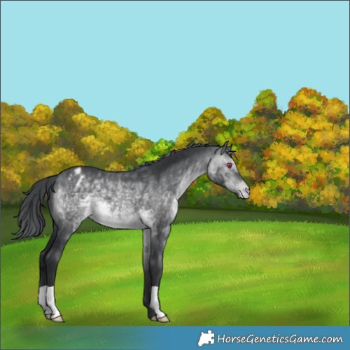 Horse Color:Brown Chinchilla Appaloosa 
