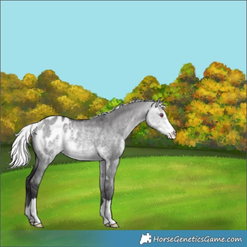 Horse Color:Silver Buckskin Chinchilla Dun Appaloosa 