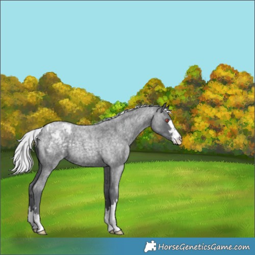 Horse Color:Silver Blue Chinchilla Roan Appaloosa 