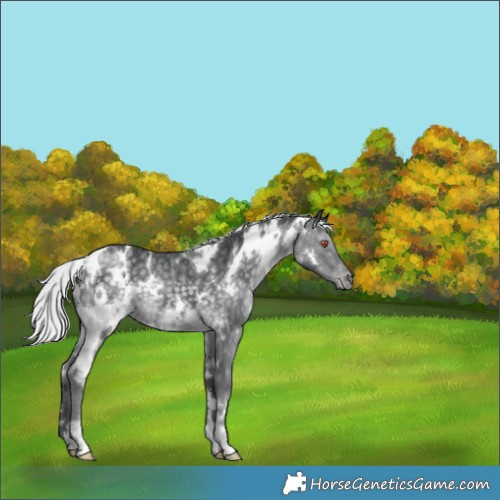 Horse Color:White Spotted Silver Black Chinchilla Appaloosa