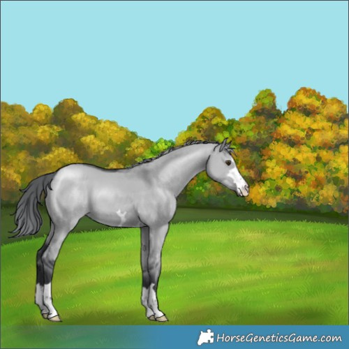 Horse Color:Grullo Chinchilla Appaloosa