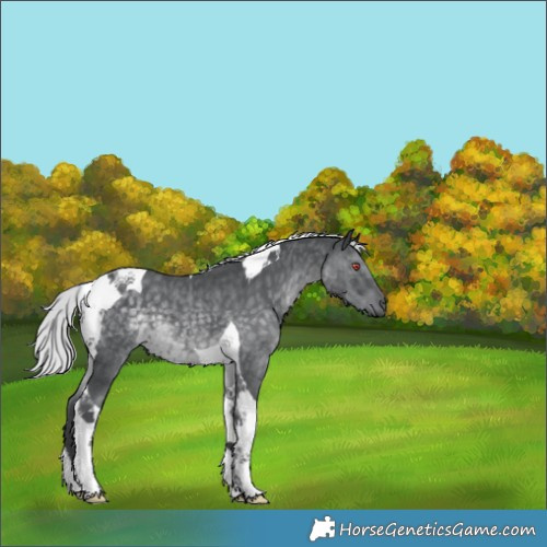 Horse Color:Silver Black Chinchilla Tobiano 