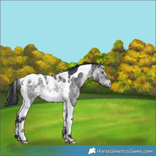 Horse Color:Brown Chinchilla Tobiano 