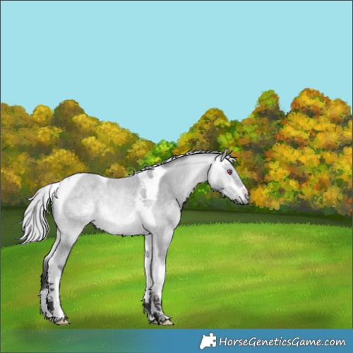 Horse Color:Silver Buckskin Chinchilla Tobiano 