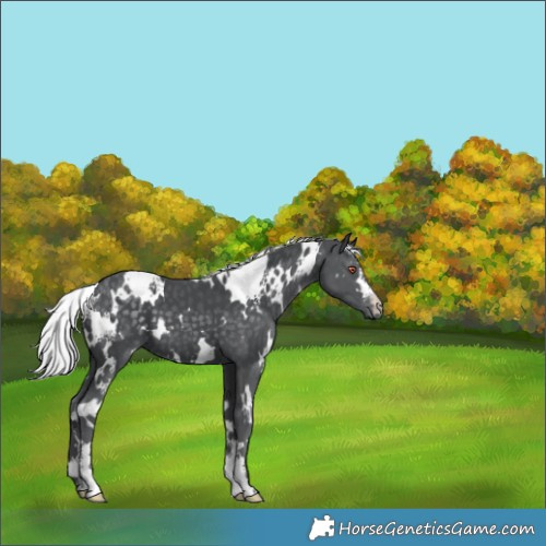 Horse Color:White Spotted Silver Black Chinchilla 