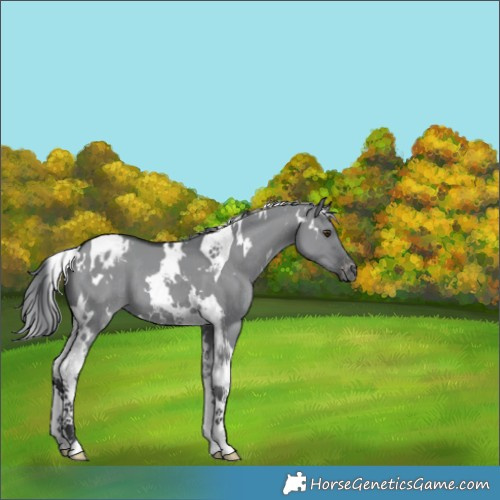 Horse Color:White Spotted Grullo Chinchilla Tobiano Appaloosa 