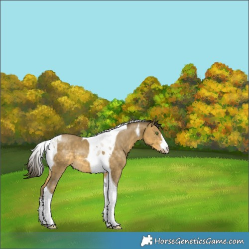 Horse Color:Sable Cream Champagne Tobiano 