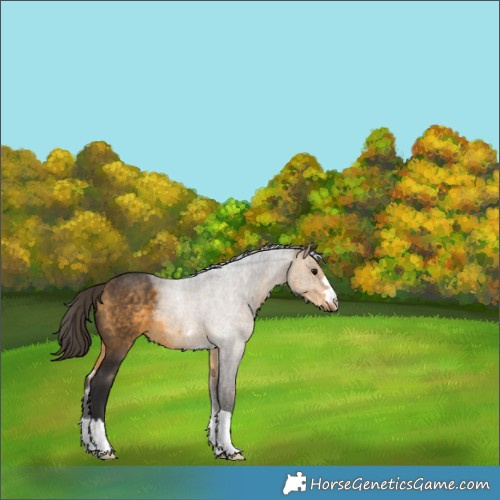 Horse Color:Buckskin 