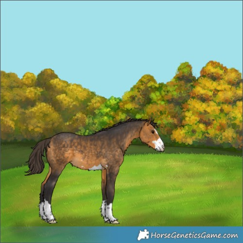 Horse Color:Buckskin 