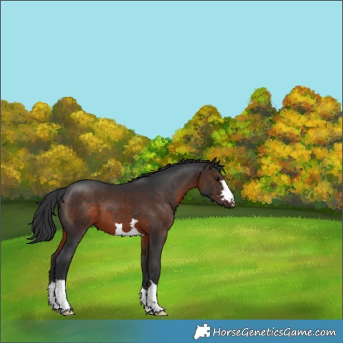 Horse Color:Brown 