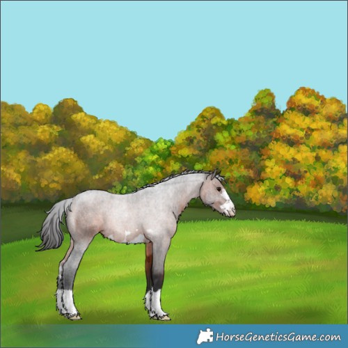 Horse Color:Brown Appaloosa 