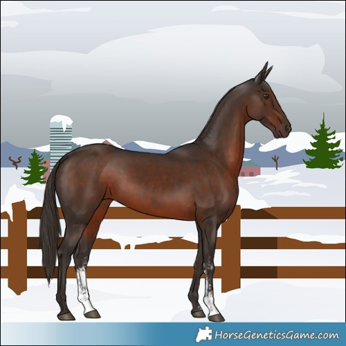 Horse Color:Liver Chestnut Sabino 