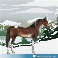 Horse Color:White Spotted Liver Chestnut Tobiano 