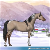 Horse Color:Liver Red Dun Tobiano 