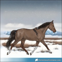 Horse Color:Liver Red Dun Tobiano
