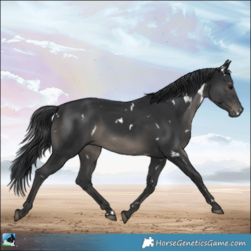 Horse Color:Platinum White Spotted Black Rabicano 